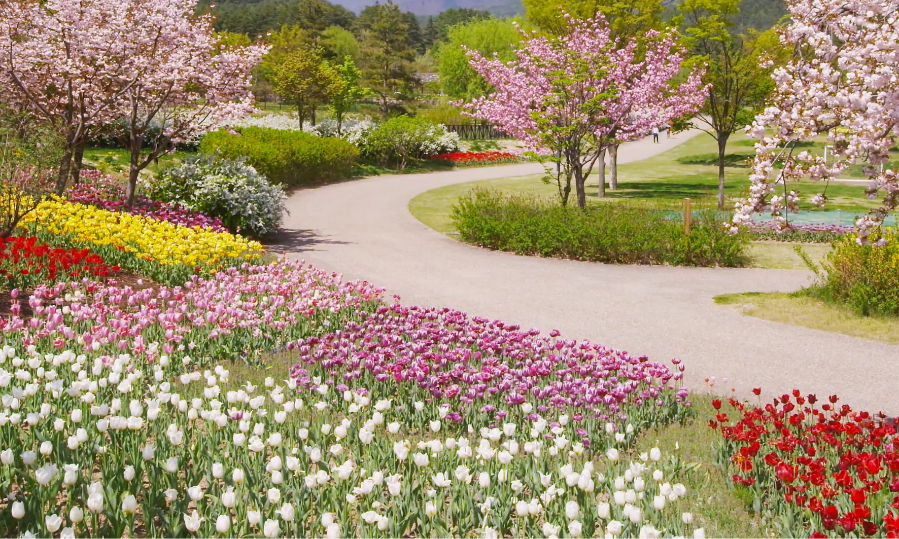 Aleja w parku otoczona kwiatami i kwitnącymi drzewami.